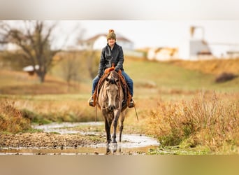 Andalou Croisé, Hongre, 7 Ans, 160 cm, Buckskin