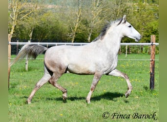 Andalou, Hongre, 7 Ans, 160 cm, Gris