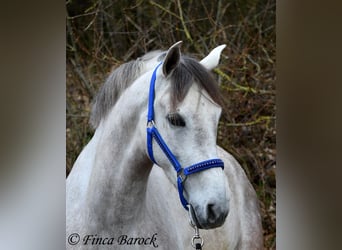 Andalou, Hongre, 7 Ans, 160 cm, Gris