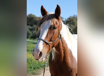 Andalou, Hongre, 7 Ans, 162 cm, Pinto