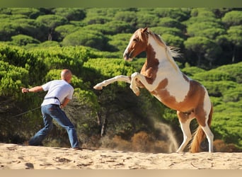 Andalou, Hongre, 7 Ans, 162 cm, Pinto