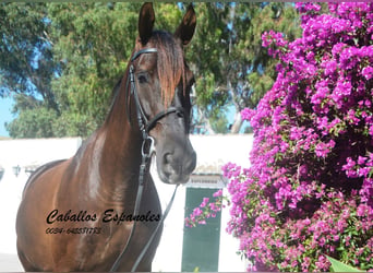 Andalou, Hongre, 7 Ans, 164 cm, Bai brun