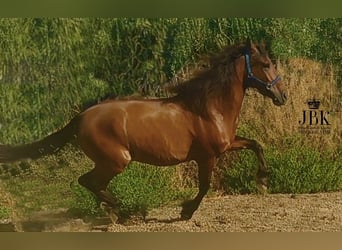 Andalou, Hongre, 7 Ans, 165 cm, Alezan brûlé