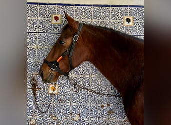 Andalou, Hongre, 7 Ans, 165 cm, Bai