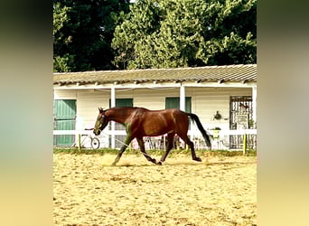 Andalou, Hongre, 7 Ans, 165 cm, Bai