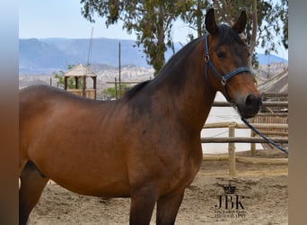Andalou, Hongre, 7 Ans, 167 cm, Bai