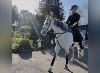 Andalou, Hongre, 7 Ans, 167 cm, Gris pommelé