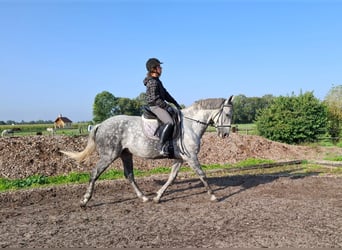 Andalou Croisé, Hongre, 7 Ans, 168 cm, Gris pommelé