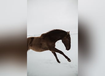 Andalou Croisé, Hongre, 7 Ans, 178 cm, Bai cerise