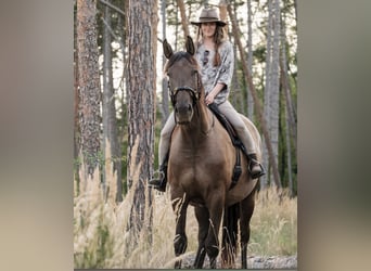 Andalou Croisé, Hongre, 7 Ans, 178 cm, Bai cerise