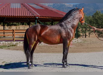 Andalou, Hongre, 7 Ans, Bai
