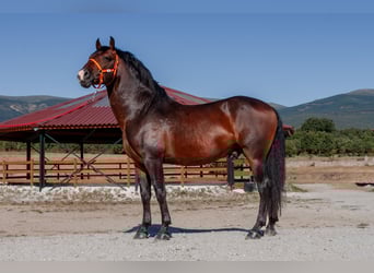 Andalou, Hongre, 7 Ans, Bai