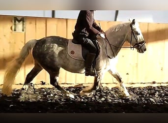 Andalou Croisé, Hongre, 8 Ans, 151 cm, Gris pommelé