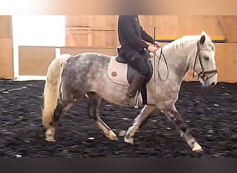 Andalou Croisé, Hongre, 8 Ans, 151 cm, Gris pommelé