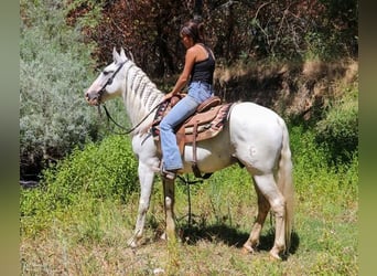 Andalou, Hongre, 8 Ans, 152 cm, Gris