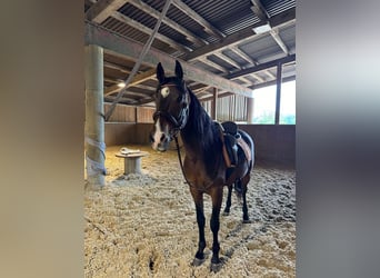 Andalou, Hongre, 8 Ans, 155 cm