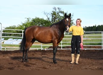 Andalou, Hongre, 8 Ans, 155 cm