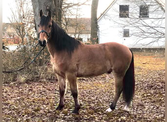 Andalou, Hongre, 8 Ans, 157 cm, Bai