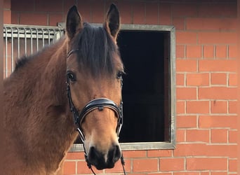 Andalou, Hongre, 8 Ans, 157 cm, Bai