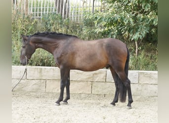 Andalou, Hongre, 8 Ans, 160 cm, Bai brun
