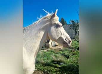 Andalou, Hongre, 8 Ans, 160 cm, Cremello