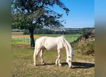 Andalou, Hongre, 8 Ans, 160 cm, Cremello