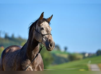 Andalou Croisé, Hongre, 8 Ans, 160 cm, Gris pommelé