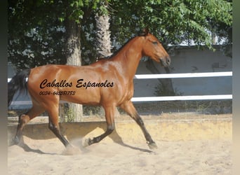 Andalou, Hongre, 8 Ans, 161 cm, Bai