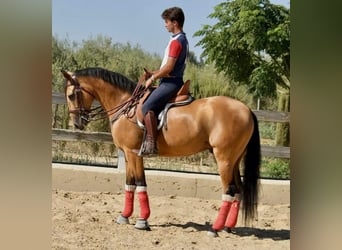 Andalou, Hongre, 8 Ans, 162 cm, Isabelle