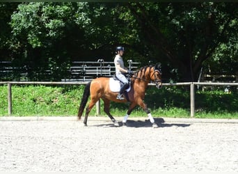 Andalou, Hongre, 8 Ans, 163 cm, Bai