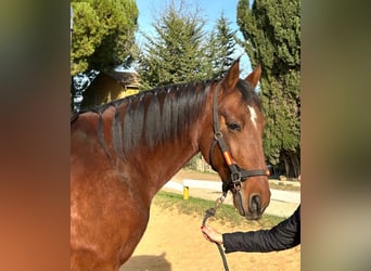 Andalou, Hongre, 8 Ans, 165 cm, Bai