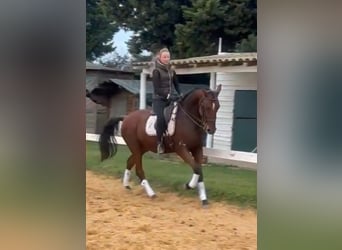 Andalou, Hongre, 8 Ans, 165 cm, Bai