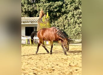 Andalou, Hongre, 8 Ans, 165 cm, Bai