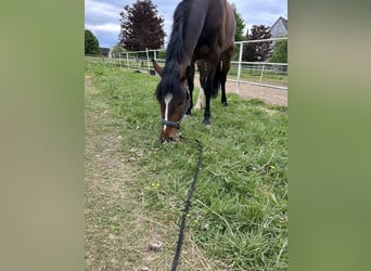 Andalou Croisé, Hongre, 8 Ans, 166 cm, Bai brun