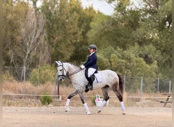 Andalou Croisé, Hongre, 8 Ans, 167 cm, Gris moucheté