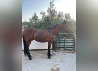 Andalou, Hongre, 8 Ans, 168 cm, Bai cerise