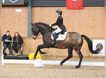 Andalou, Hongre, 8 Ans, 170 cm, Buckskin