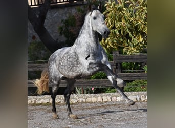 Andalou, Hongre, 8 Ans, 177 cm, Gris