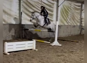 Andalou, Hongre, 8 Ans, Gris