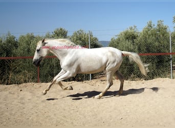 Andalou, Hongre, 8 Ans, Gris