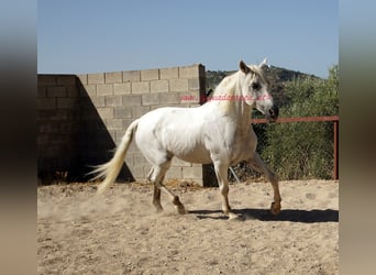 Andalou, Hongre, 8 Ans, Gris