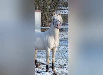 Andalou Croisé, Hongre, 9 Ans, 147 cm, Cremello