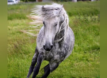 Andalou Croisé, Hongre, 9 Ans, 151 cm, Gris pommelé