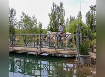 Andalou, Hongre, 9 Ans, 155 cm, Gris