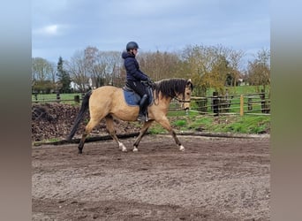 Andalou Croisé, Hongre, 9 Ans, 156 cm, Isabelle