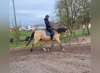 Andalou Croisé, Hongre, 9 Ans, 156 cm, Isabelle