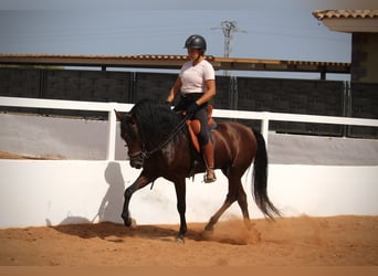Andalou, Hongre, 9 Ans, 158 cm, Bai