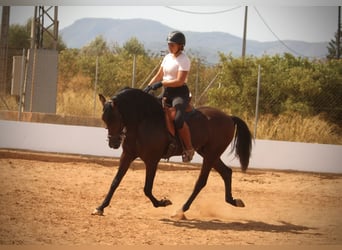 Andalou, Hongre, 9 Ans, 158 cm, Bai