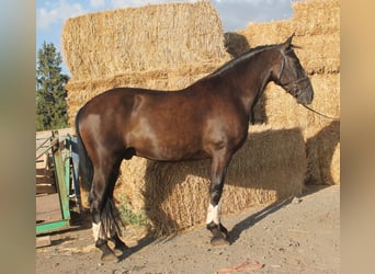 Andalou, Hongre, 9 Ans, 160 cm, Bai cerise