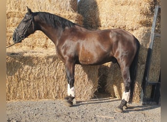 Andalou, Hongre, 9 Ans, 160 cm, Bai cerise